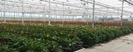 Reference: Extension greenhouse Straelen