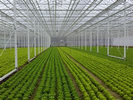 Referentie: Nieuwbouw kas biologische groenten