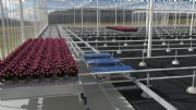 Nieuwbouw pot- en perkplantenbedrijf Schweinfurt