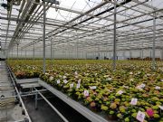 Nieuwbouw pot- en perkplantenbedrijf Schweinfurt