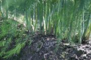 Tuinbouwloods Neer - Vestjens BV