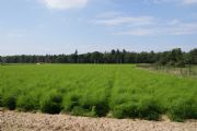 Tuinbouwloods Neer - Vestjens BV